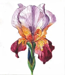 Iris